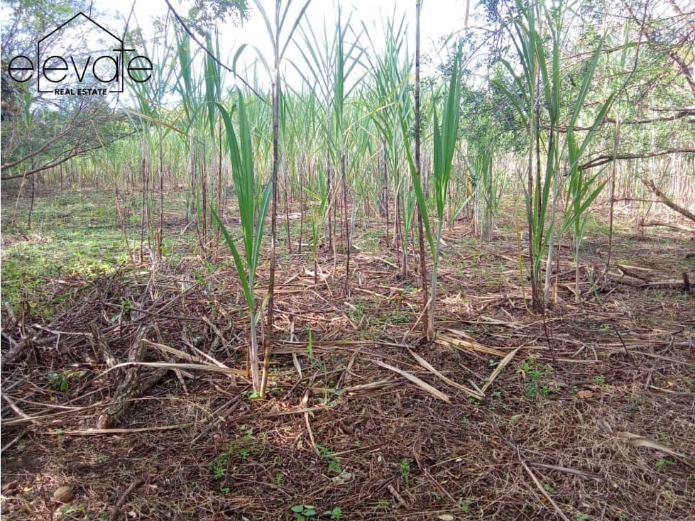 FINCA EN DAVID CHIRIQUI — foto 6