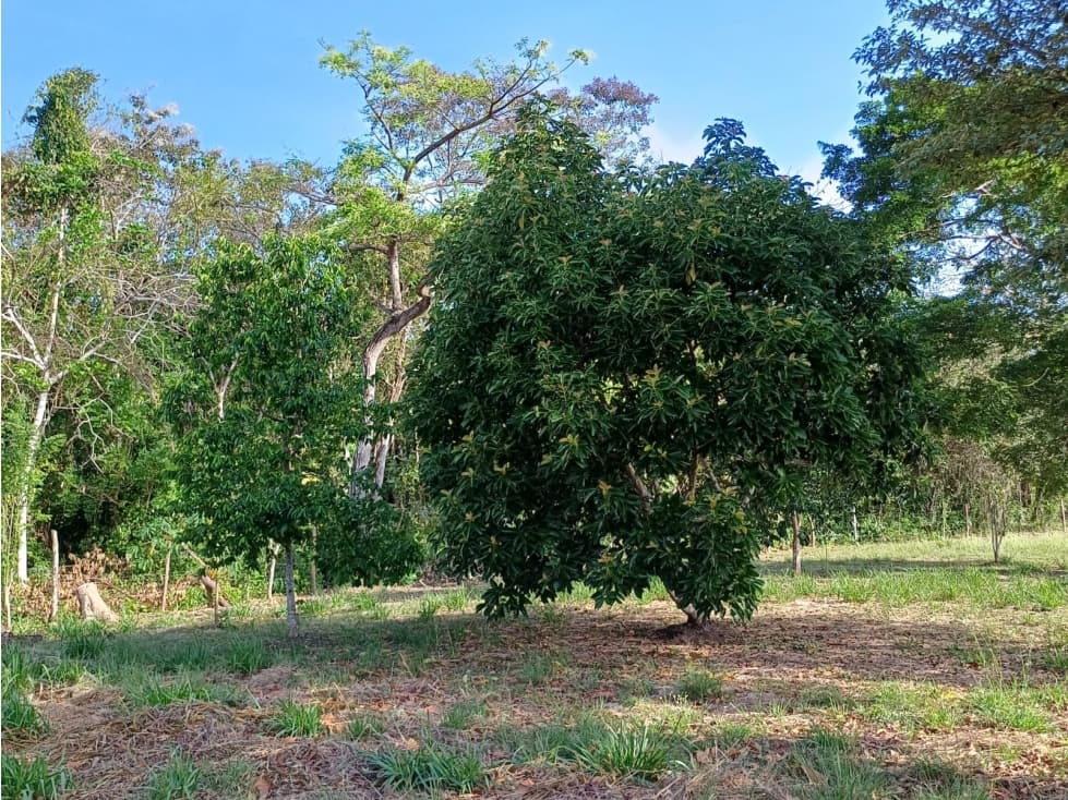 Terreno de campo en venta en Las Uvas, San Carlos — foto 3