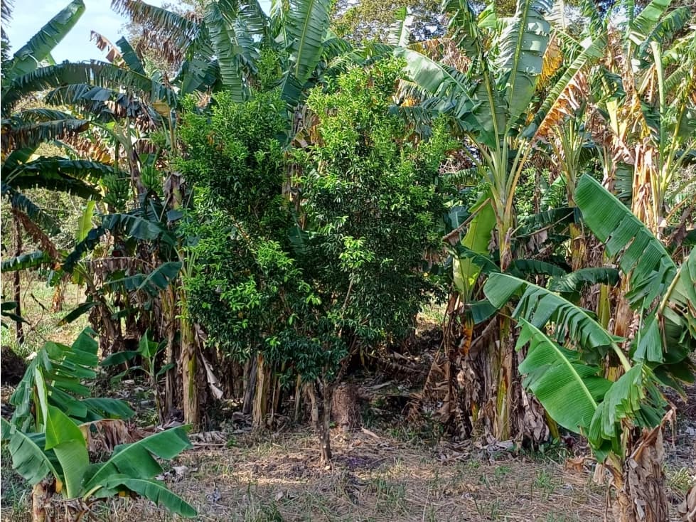 Terreno de campo en venta en Las Uvas, San Carlos — foto 4