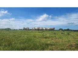 Venta de Terreno en Chorrera , Las Yayas Adentro, (7.5 hectáreas)