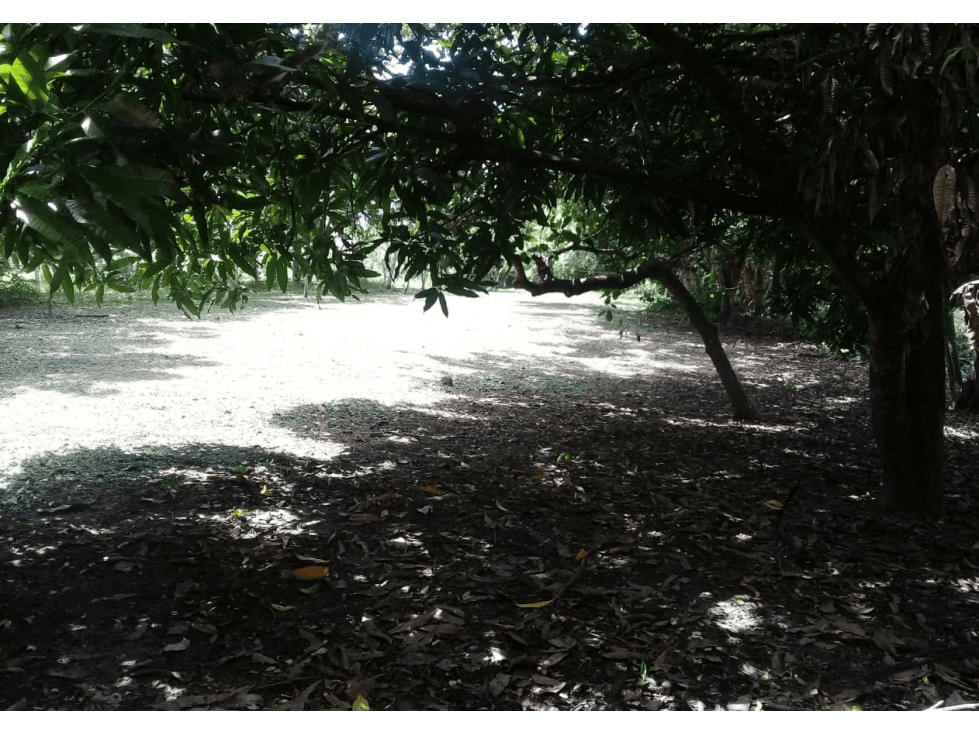 lote a pocos metros de la Playa Punta Barco-Pamana — foto 6