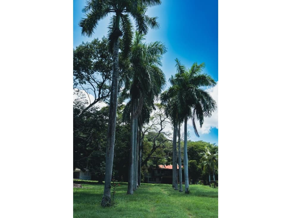 VENTA TERRENO PLAYA GORGONA — foto 5