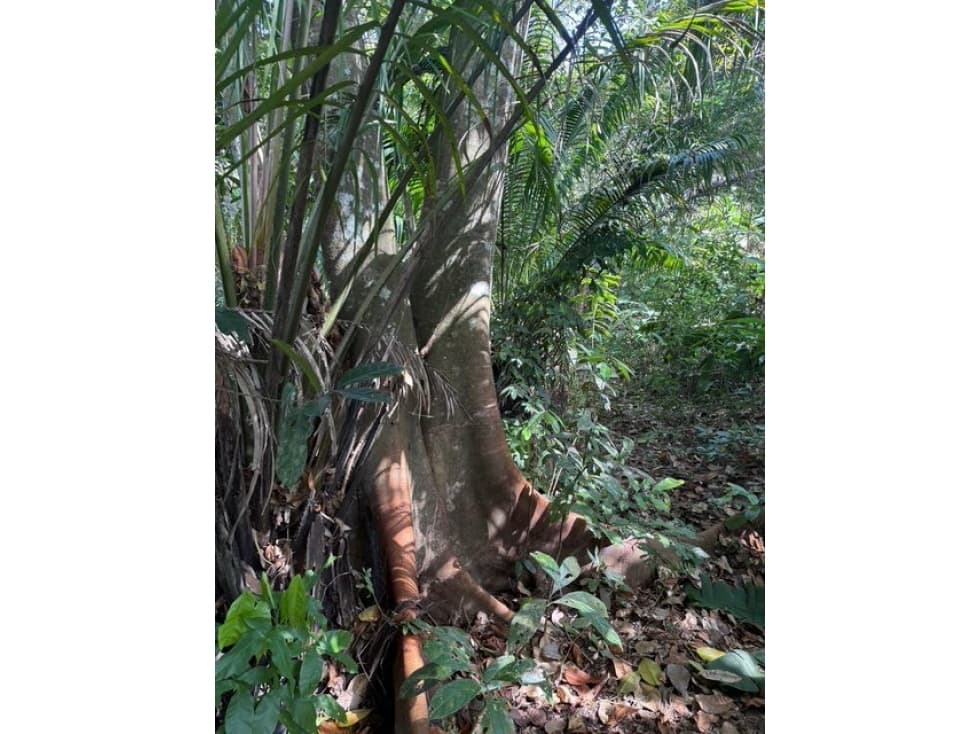 Venta de Finca - Quebrada Ancha Las Cumbres - AR — foto 3