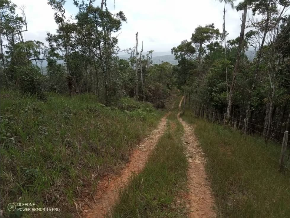 Finca en venta en Cerro Azul | 20.7 has para desarrollo o inversión — foto 1