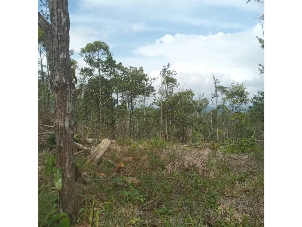Finca en venta en Cerro Azul | 20.7 has para desarrollo o inversión — foto 2