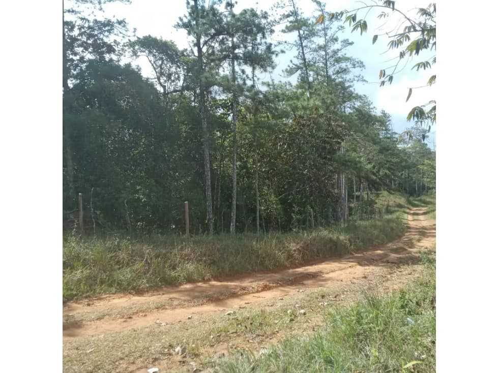 Finca en venta en Cerro Azul | 20.7 has para desarrollo o inversión — foto 4