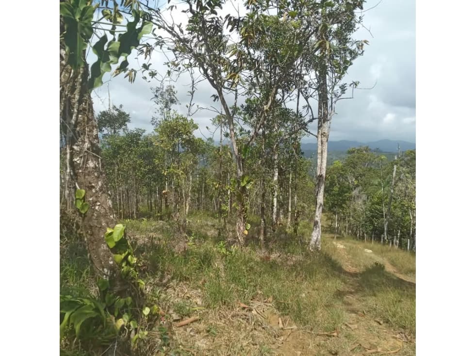 Finca en venta en Cerro Azul | 20.7 has para desarrollo o inversión — foto 5