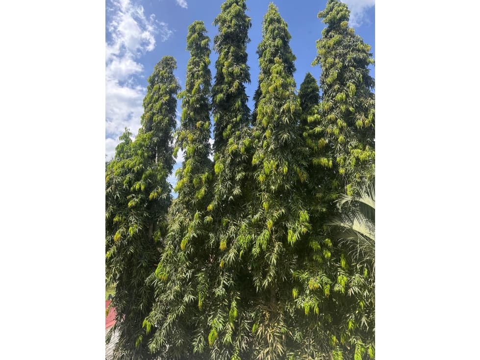 SE VENDE CASA EN DOS MARES — foto 5