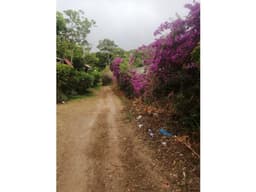 VENTA DE 2 GLOBOS DE TERRENO EN SORÁ, CHAME