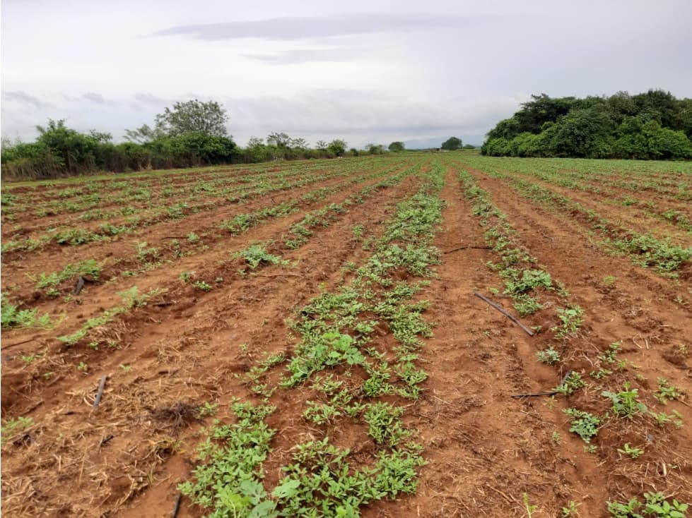 Pacora se vende terreno para siembra hect reas — foto 1