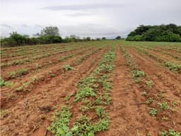 Pacora se vende terreno para siembra hect reas