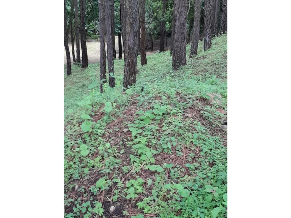 Terreno en Venta, Altos del Maria — foto 5