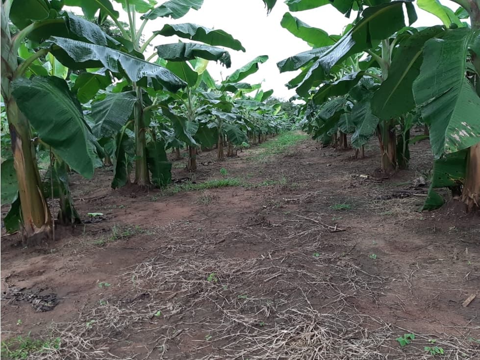 Pacora se vende terreno para siembra hect reas — foto 3