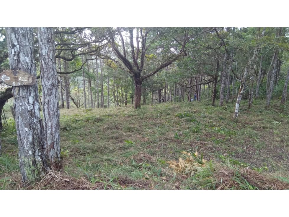 TERRENO / CERRO AZUL / 1178 M2 / CLIMA FRIO — foto 4