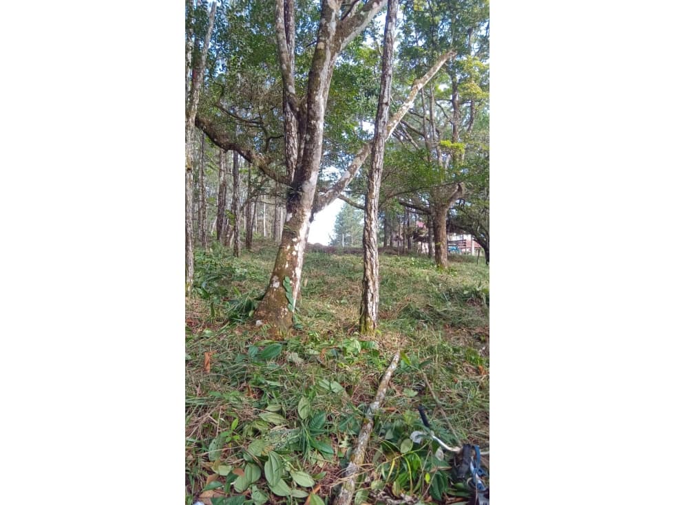 TERRENO / CERRO AZUL / 1178 M2 / CLIMA FRIO — foto 5