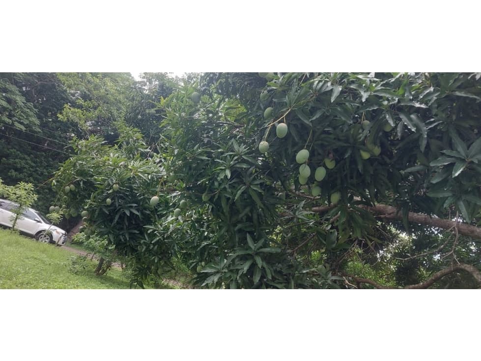TERRENO / CHAME / EL ESPAVE / 4560 M2 / TOTALMENTE PLANO — foto 6