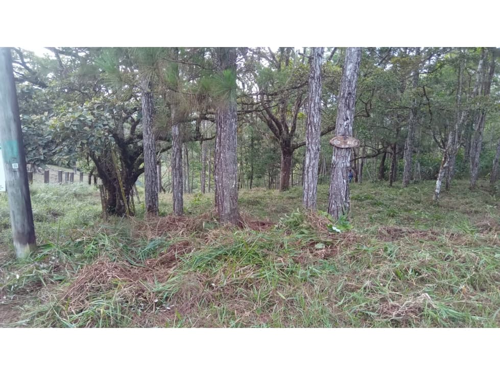TERRENO / CERRO AZUL / 1178 M2 / CLIMA FRIO — foto 1