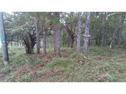 TERRENO / CERRO AZUL / 1178 M2 / CLIMA FRIO