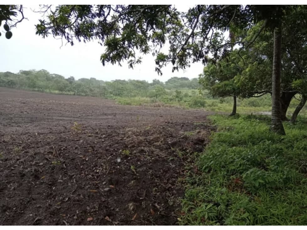FINCA / COCLE / ANTON / 5.5 HECTAREAS / CON POZO — foto 6