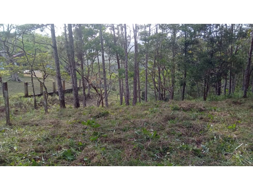 TERRENO / CERRO AZUL / 1178 M2 / CLIMA FRIO — foto 6