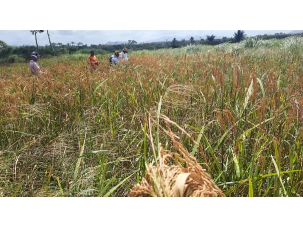 VENTA TERRENO CHEPO TORTI — foto 1