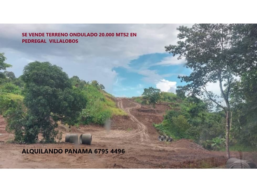 Se Vende Terreno 24.000 Mts2 en Pedregal $750,000,00 2,4Ha. — foto 3