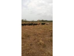 VENDO FINCA TITULADA EN AZUERO TANARA