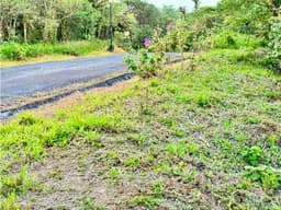 VENTA LOTE ALTOS DEL MARIA 4,241m² BOSQUES DE GALICIA CV