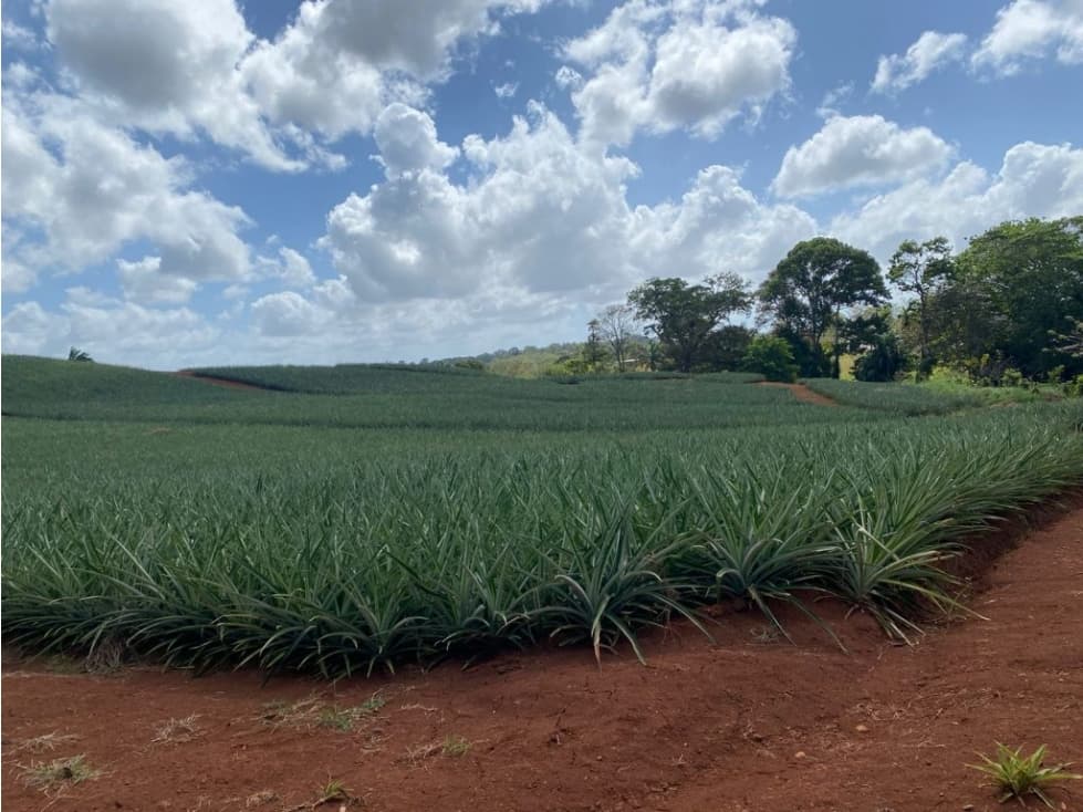 VENTA LOTE EN CHORRERA 438 HECTAREAS LAS ZANGUENGAS MLD — foto 3