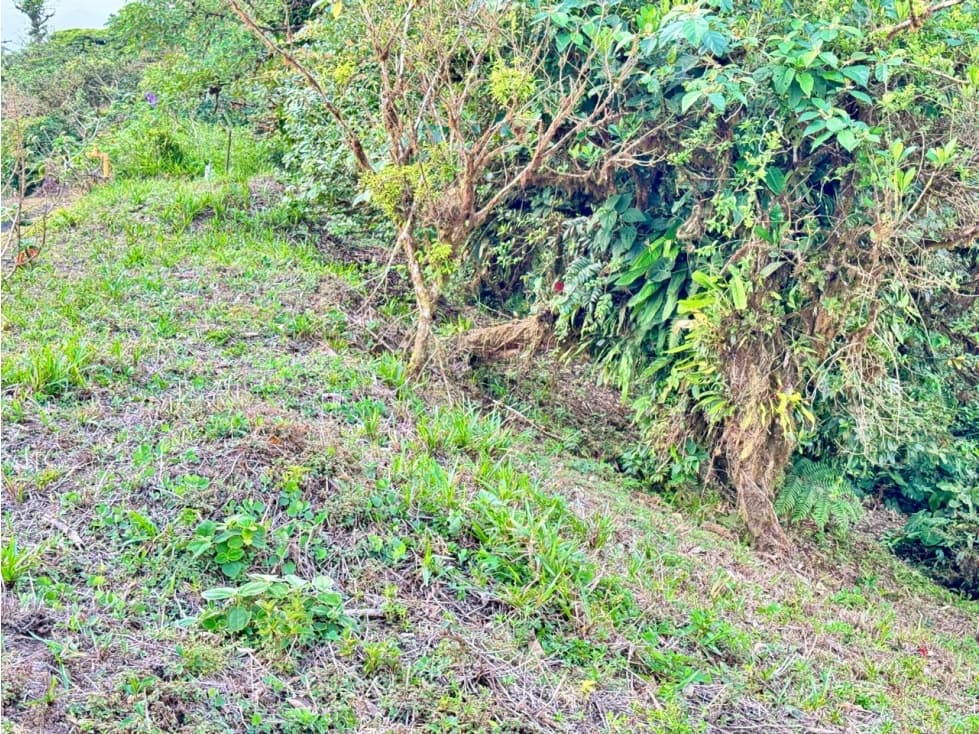 VENTA LOTE ALTOS DEL MARIA 4,241m² BOSQUES DE GALICIA CV — foto 2