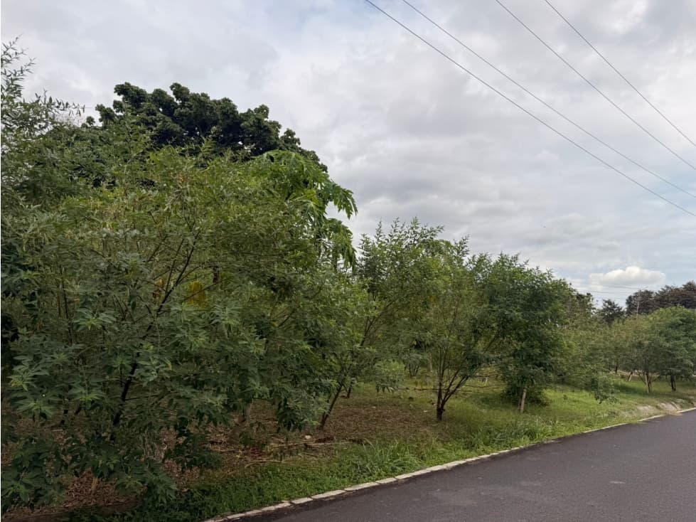 TERRENO EN VIA TOCUMEN DETRAS DE LA DOÑA — foto 4