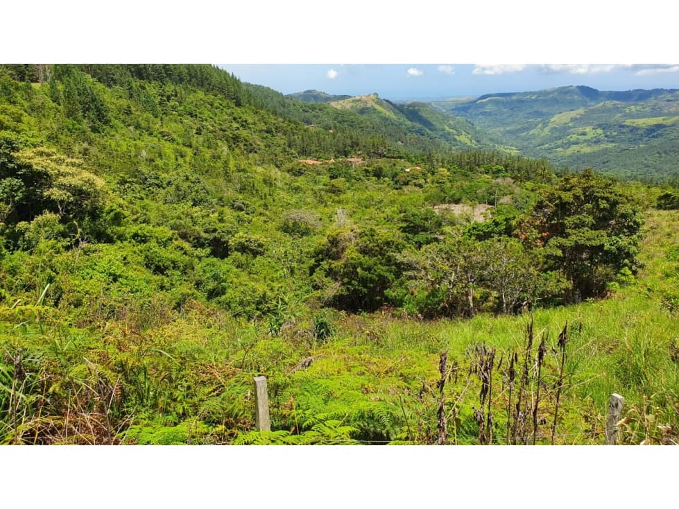 Venta de Terreno en Altos del María, Sorá — foto 3